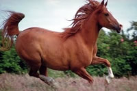 horse-car
