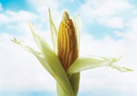 kalampoki_agrotes.jpg