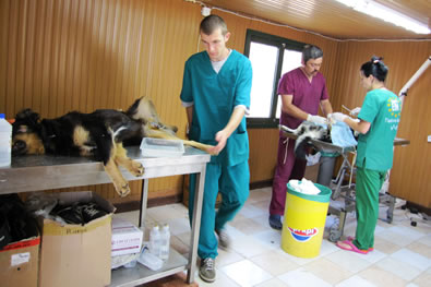 kinokokomeio_steiroseis_01