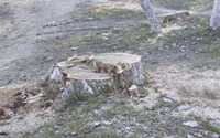 koilada_oikologoi.jpg